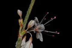 Eriogonum wrightii wrightii