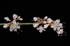 Eriogonum wrightii wrightii