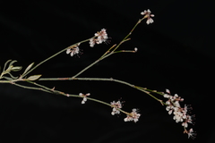 Eriogonum wrightii wrightii