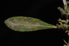 Eriogonum wrightii wrightii