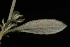 Eriogonum wrightii wrightii