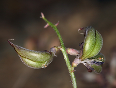 Astragalus inyoensis