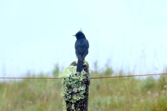 Knipolegus lophotes
