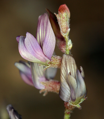 Astragalus inyoensis