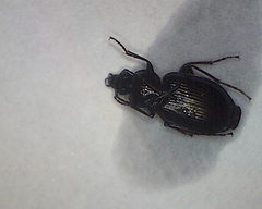Agonum duftschmidi