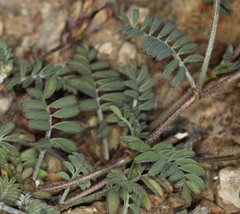 Astragalus inyoensis