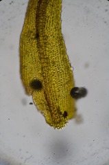 Andreaea nivalis