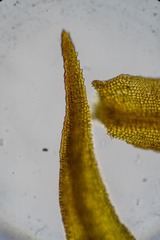 Andreaea nivalis