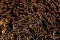 Andreaea nivalis