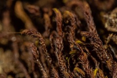 Andreaea nivalis