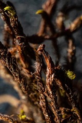 Andreaea nivalis