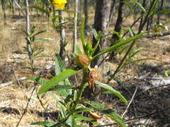 Hibiscus divaricatus
