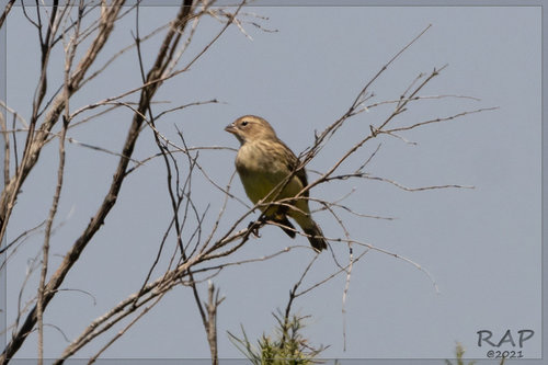 Grassland Yellow Finch (Sicalis luteola), photo 7