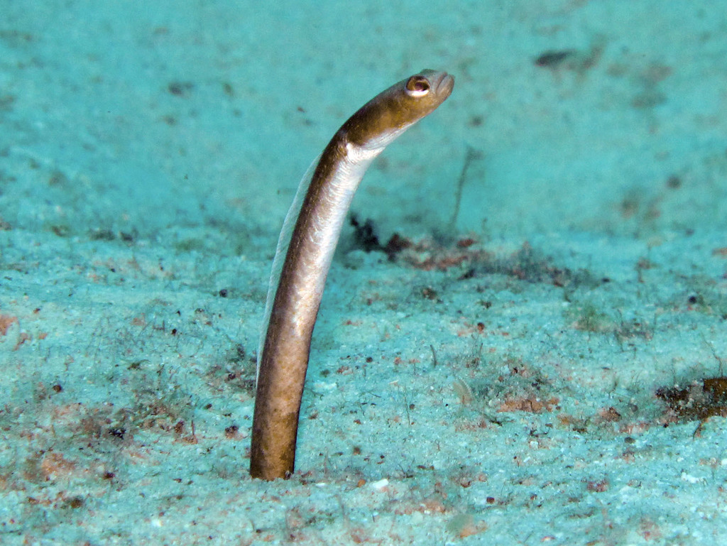 Brown Garden Eel (Heteroconger longissimus) — Congridae