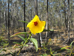 Hibiscus divaricatus