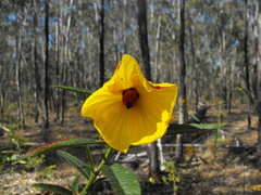 Hibiscus divaricatus
