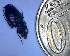 Agonum duftschmidi