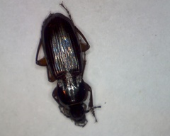 Pterostichus anthracinus