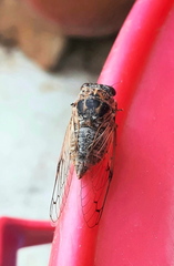 Cicadatra