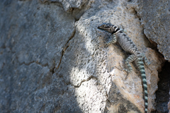Sceloporus ornatus