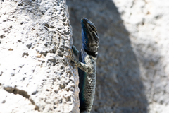 Sceloporus ornatus