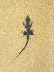 Anolis conspersus