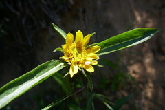 Wyethia angustifolia