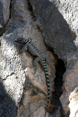 Sceloporus ornatus