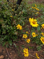 Helianthella
