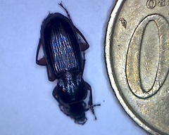 Pterostichus anthracinus