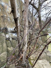 Betula populifolia