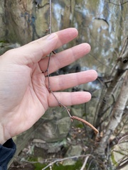 Betula populifolia