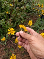 Helianthella