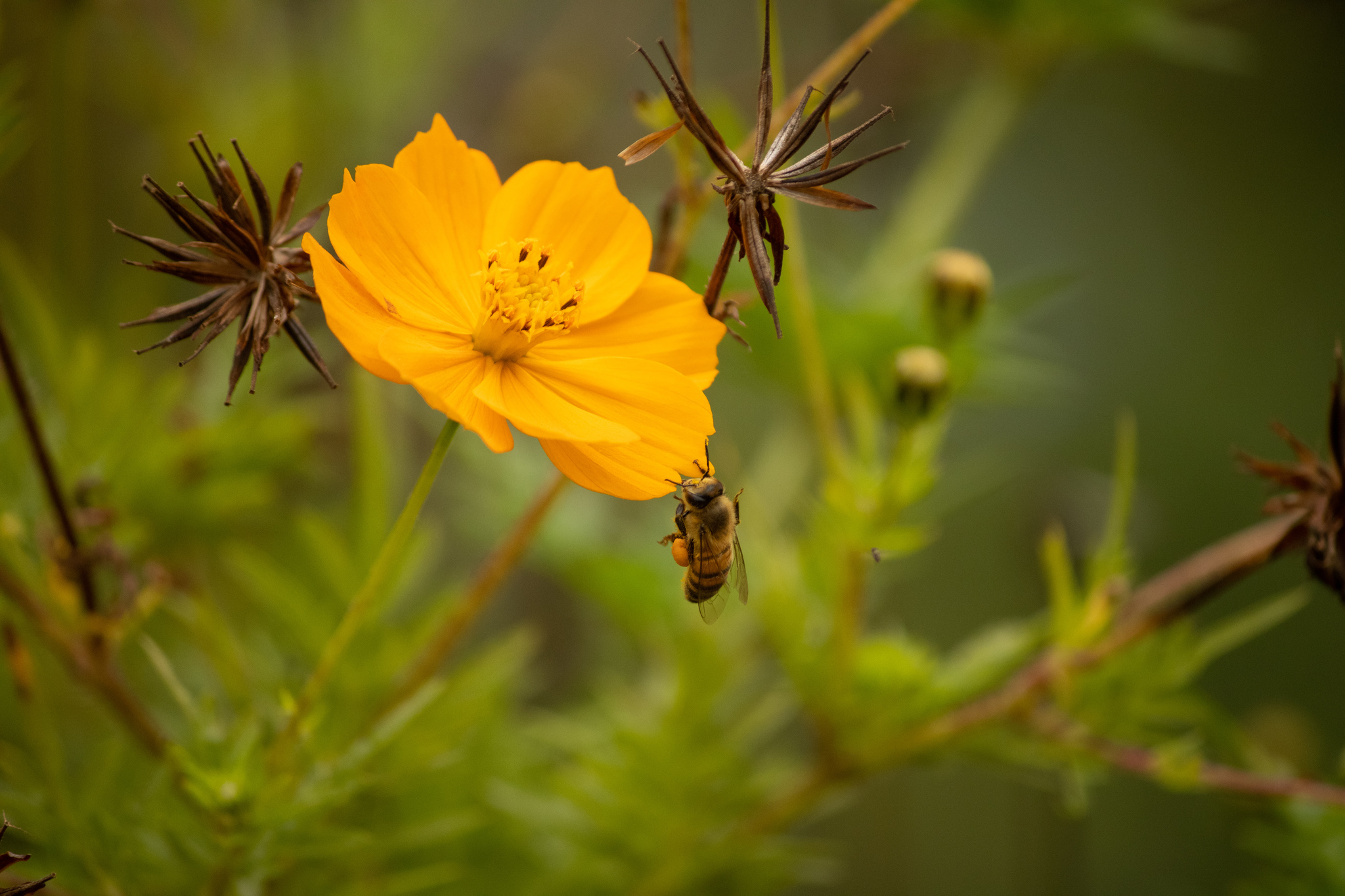 Cosmos sulphureus