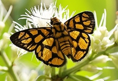 Odina hieroglyphica