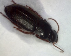Harpalus rubripes