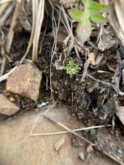 Cladonia