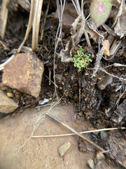 Cladonia