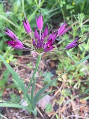 Allium peninsulare
