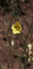 Reyesia parviflora