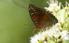 Euthalia adonia pinwilli