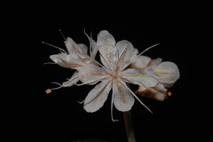 Eriogonum wrightii wrightii