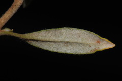 Eriogonum wrightii wrightii