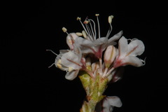 Eriogonum wrightii wrightii