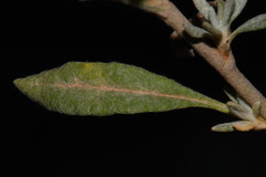 Eriogonum wrightii wrightii
