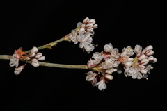 Eriogonum wrightii wrightii