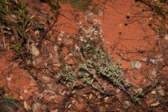 Eriogonum wrightii wrightii
