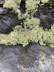 Cladonia