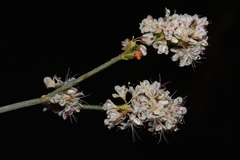 Eriogonum wrightii wrightii