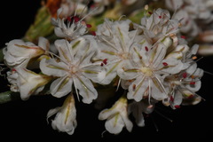 Eriogonum wrightii wrightii